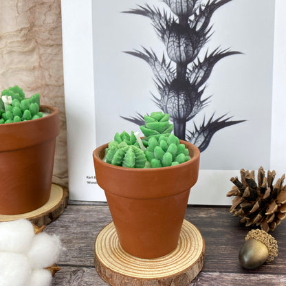 Succulent&Cactus Scented Candle Favors,Soy Wax Plant Scented Candles,Christmas Terracotta Candle Gift