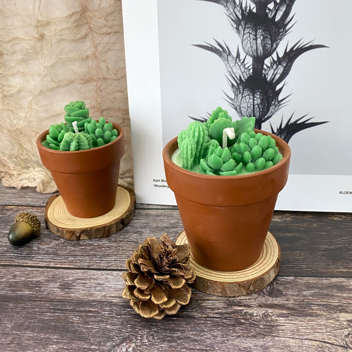 Succulent&Cactus Scented Candle Favors,Soy Wax Plant Scented Candles,Christmas Terracotta Candle Gift