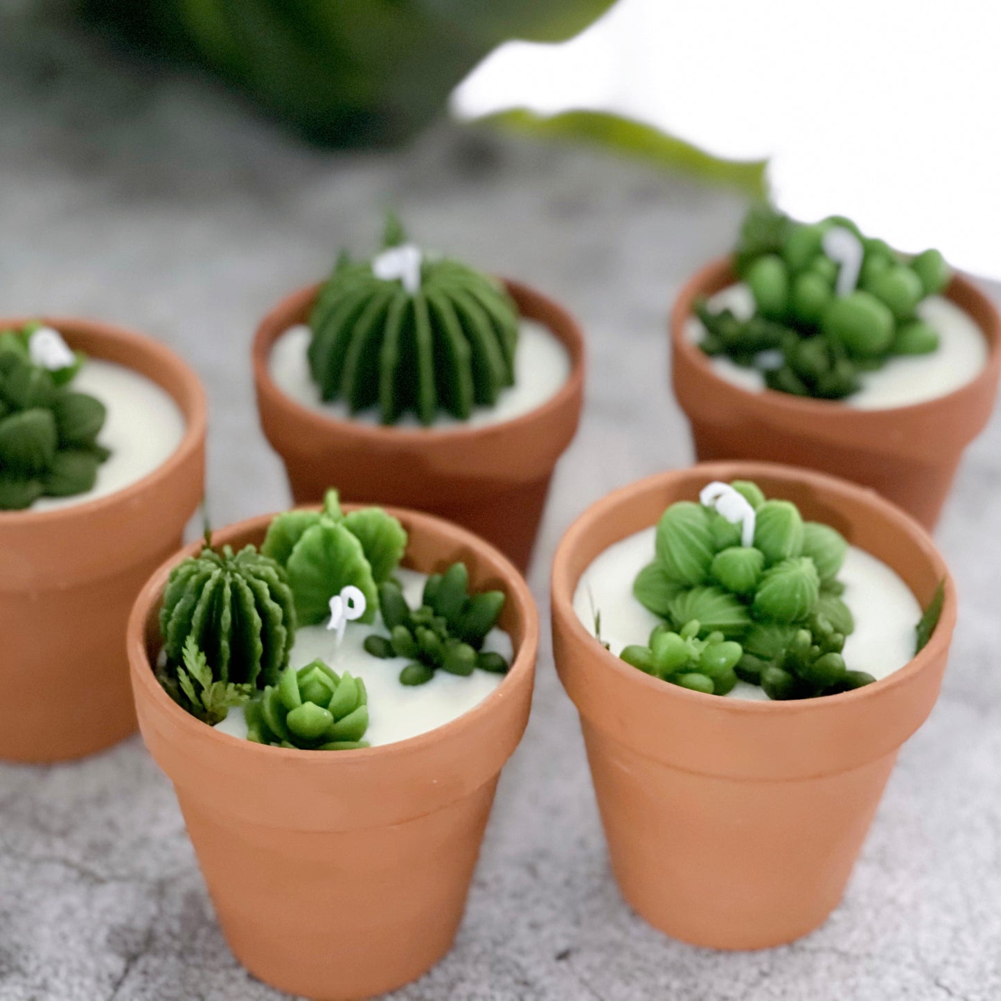 Succulent Candle Favors Cactus Candle Soy Wax Candles Plant Scented Candles Christmas Mini Terracotta Candle Gift Wedding Gifts Home Decor Wedding Favors